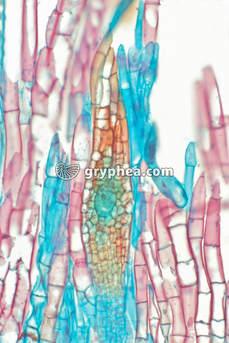 Mnium (mousse) - organe femelle ou archégone  CL x 15 - gryphea.com